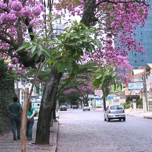 Cambuí - Campinas SP.